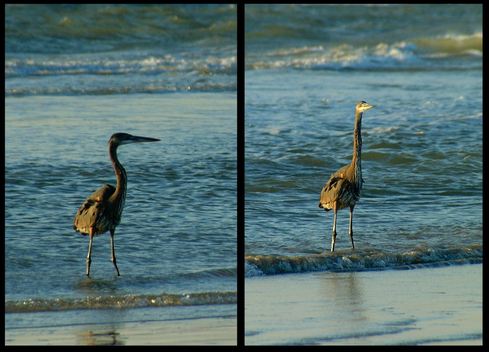 (38) heron montage.jpg   (1000x720)   287 Kb                                    Click to display next picture